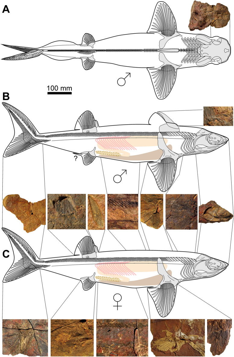 Fig. 11