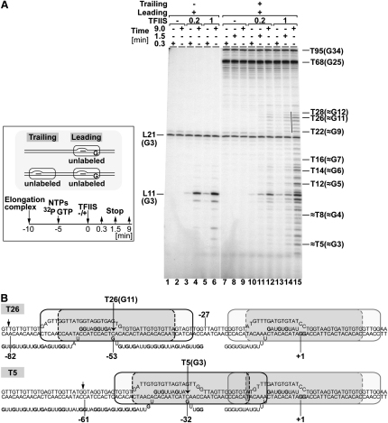 Figure 6