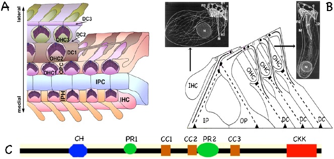 Fig. 1.