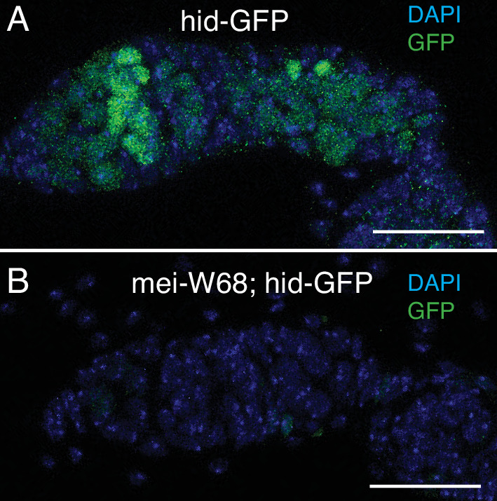 Figure 4—figure supplement 1.