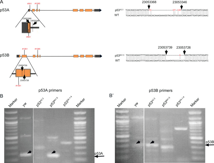 Figure 2—figure supplement 1.