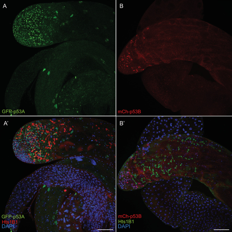 Figure 1—figure supplement 2.