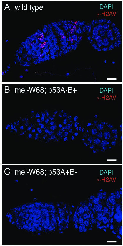 Figure 6—figure supplement 3.