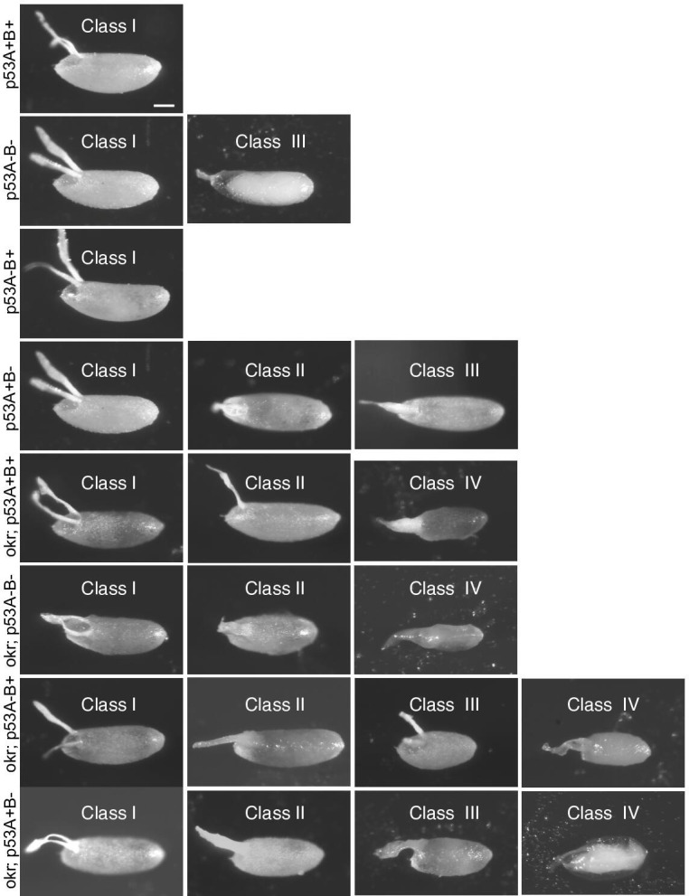 Figure 7—figure supplement 1.