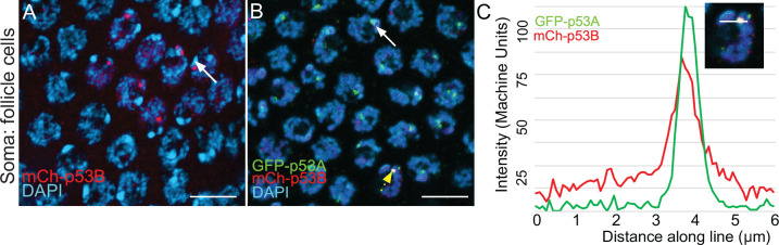 Figure 1—figure supplement 1.