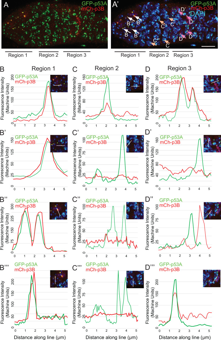 Figure 5—figure supplement 1.