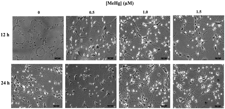 Figure 6.