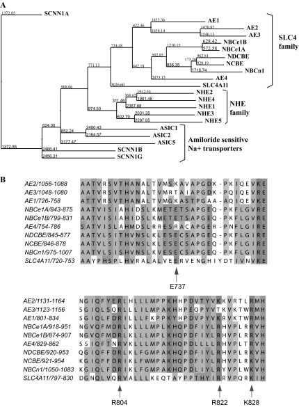 Fig. 14.