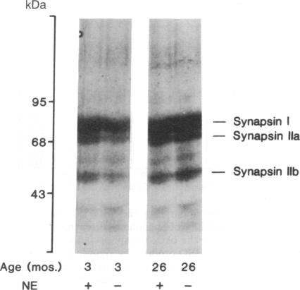 graphic file with name pnas01056-0337-a.jpg