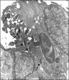 FIG. 2.