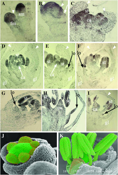 Figure 3.—