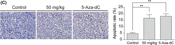 graphic file with name CAS-111-1032-g001.jpg