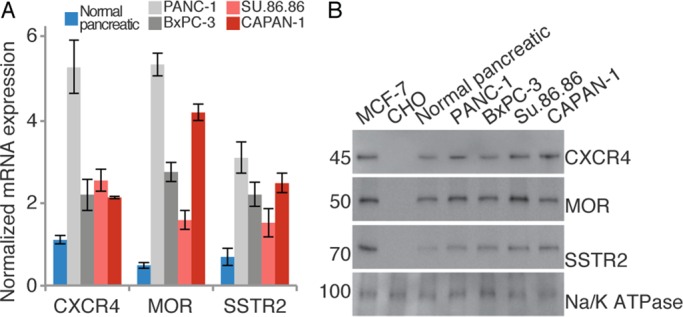 FIGURE 1: