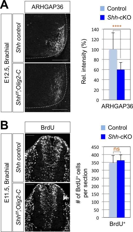 Figure 3—figure supplement 1.