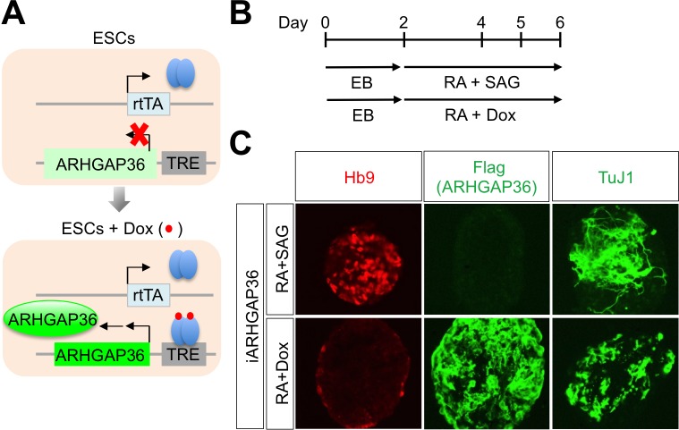 Figure 6—figure supplement 2.