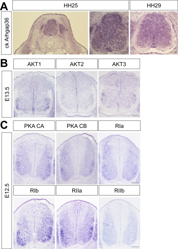 Figure 7—figure supplement 3.