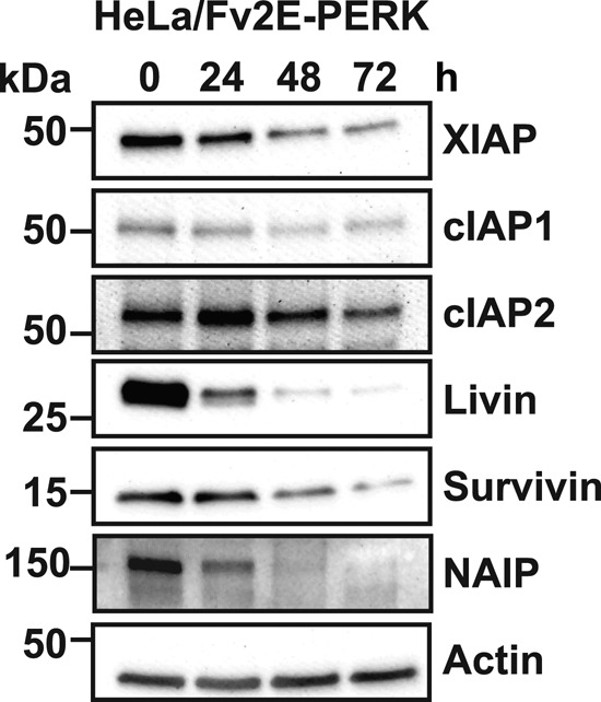 FIGURE 6: