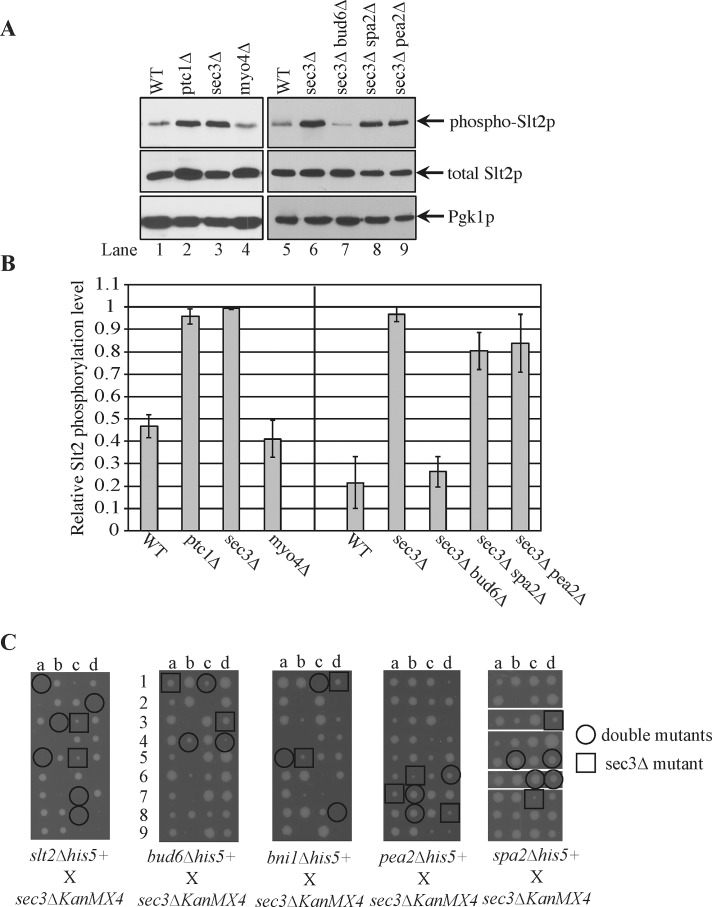 FIGURE 5: