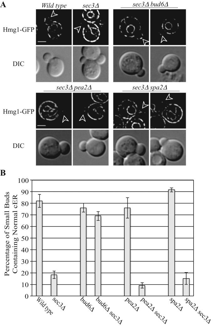 FIGURE 6: