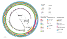 This figure shows a phylogenetic tree based on genetic sequences of Klebsiella pneumoniae isolates carrying the mosaic resistance and virulence plasmid.