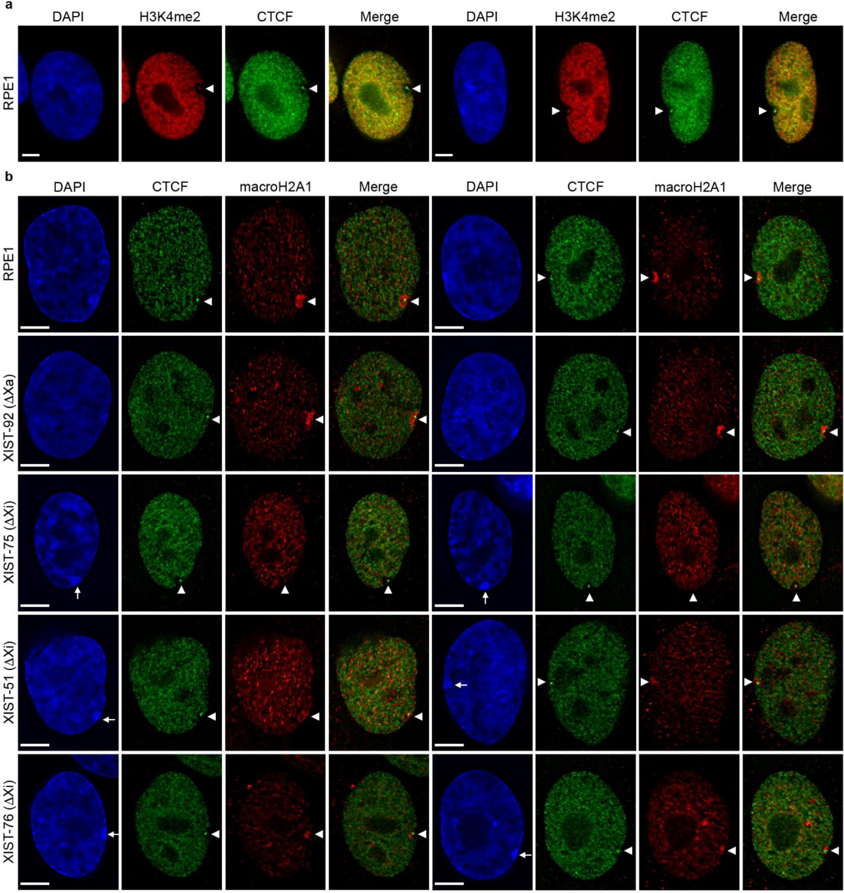 Fig.3