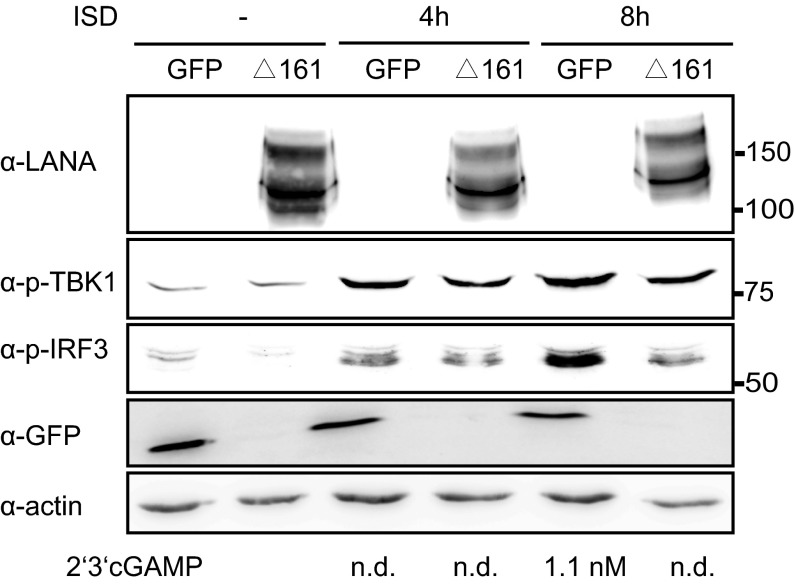 Fig. S4.