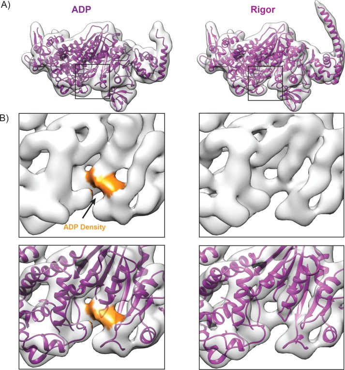 Figure 3—figure supplement 1.