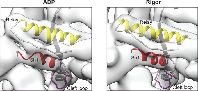 Figure 5—figure supplement 2.