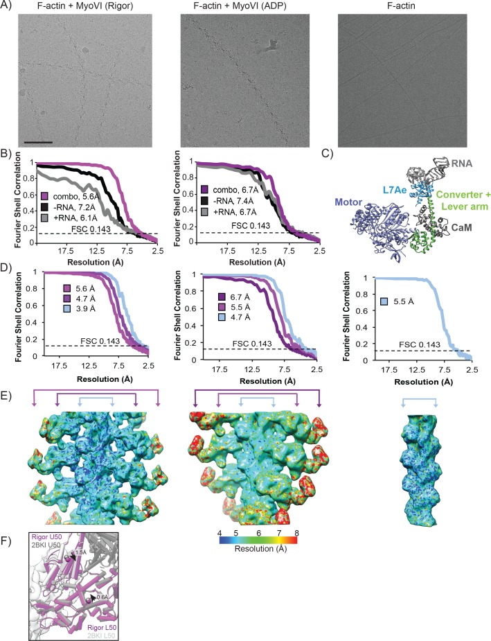 Figure 1—figure supplement 1.