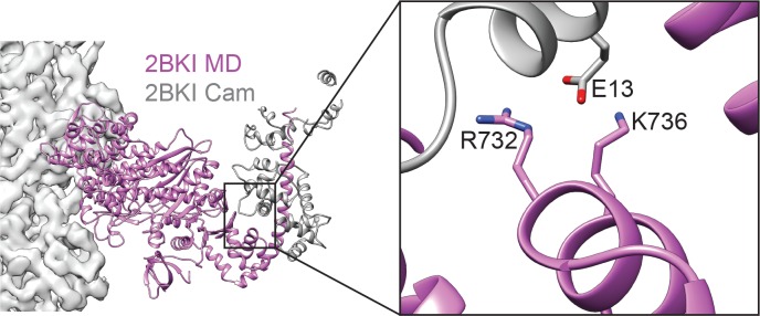 Figure 5—figure supplement 3.