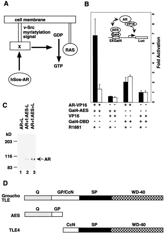 FIG. 1