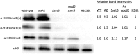 Fig. 10.