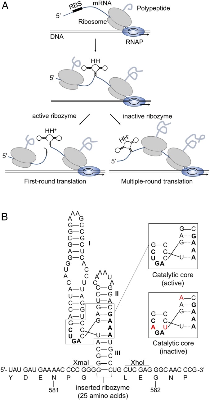 Fig. 2.