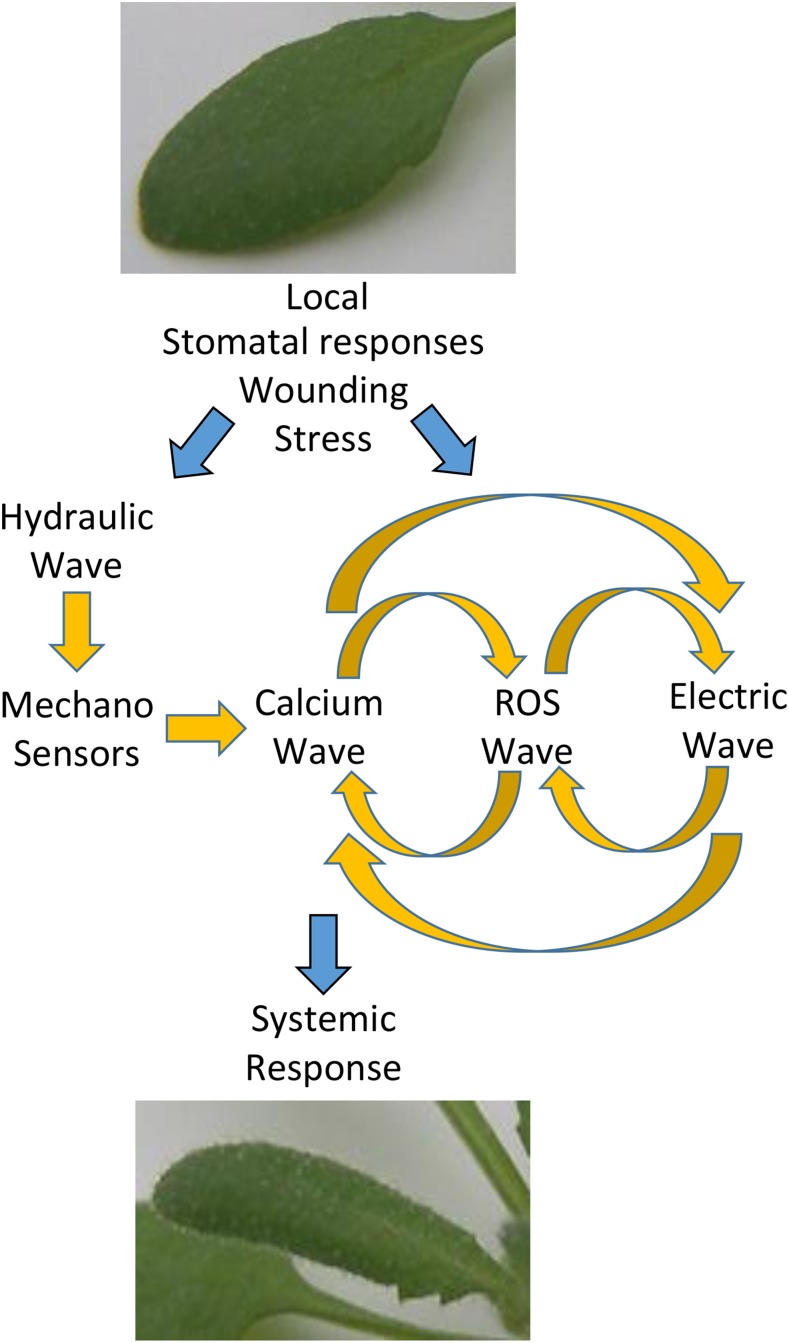 Figure 3.