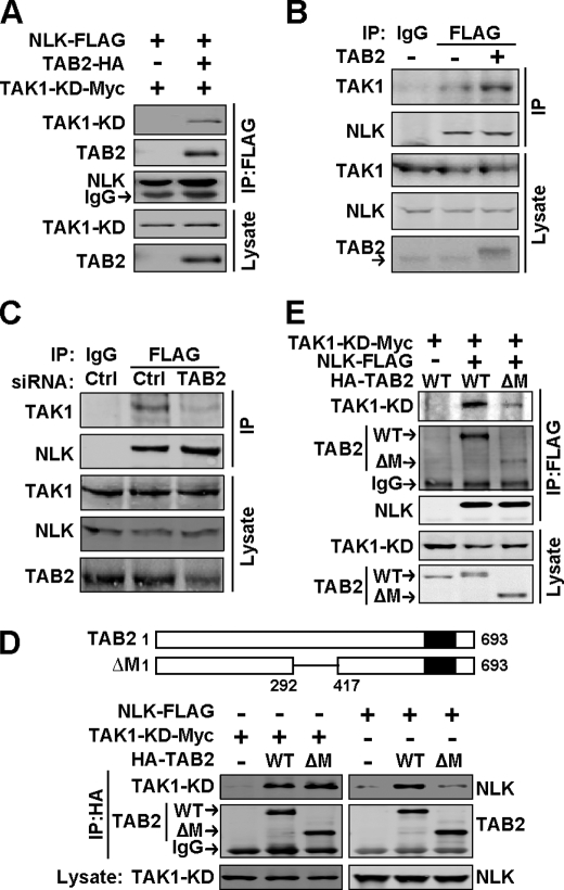 FIGURE 2.