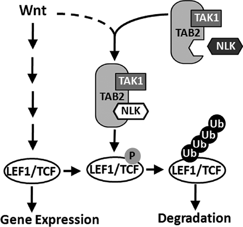 FIGURE 7.