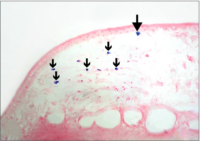 Fig. 8.