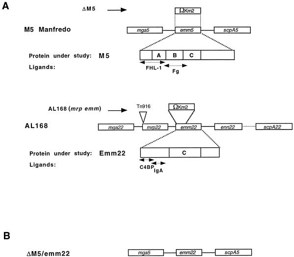 FIG. 1