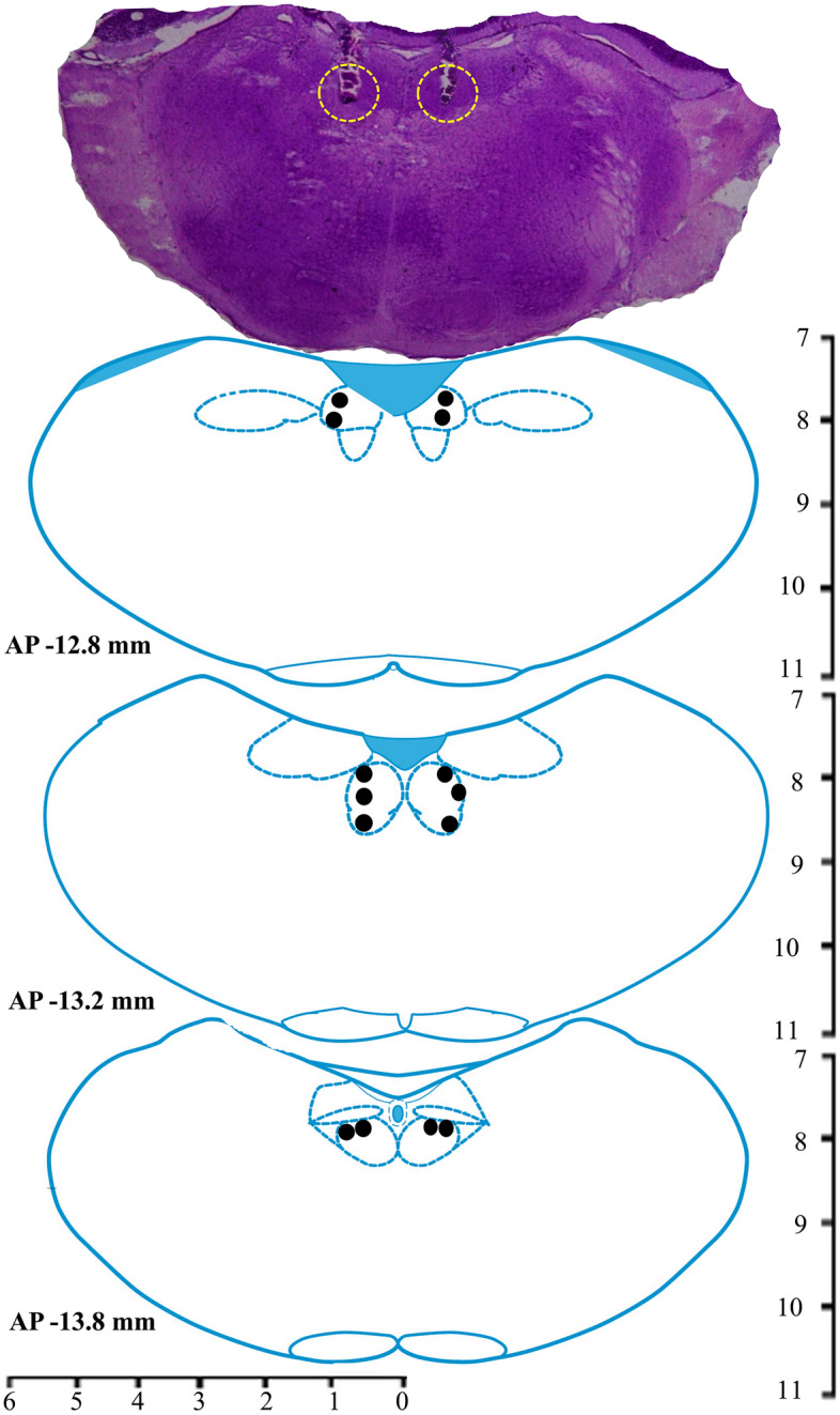 Fig. 4