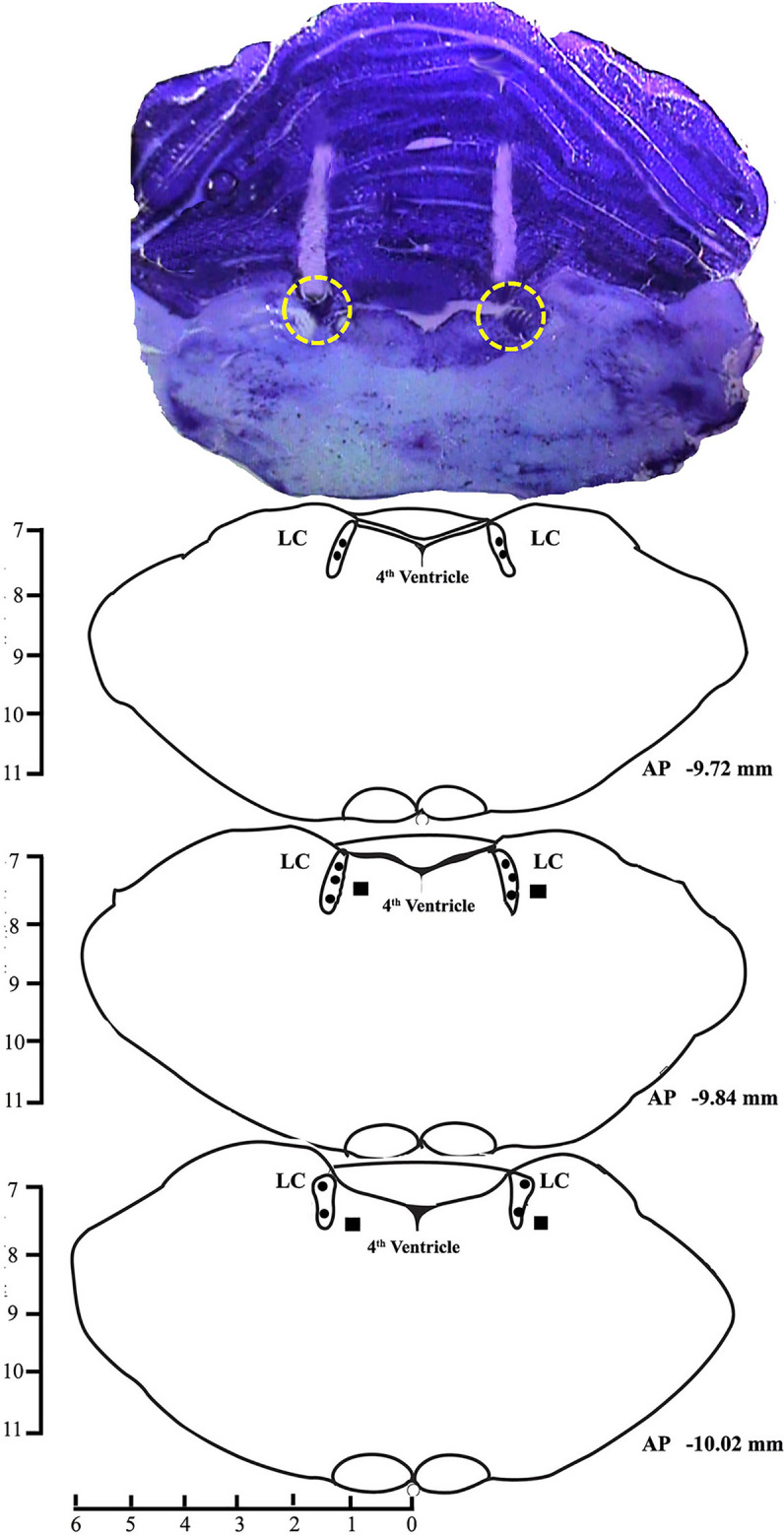 Fig. 1