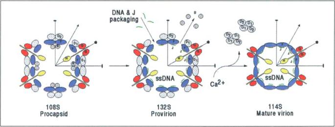 Fig. 10