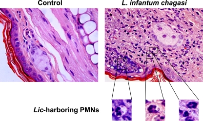 FIG. 4.