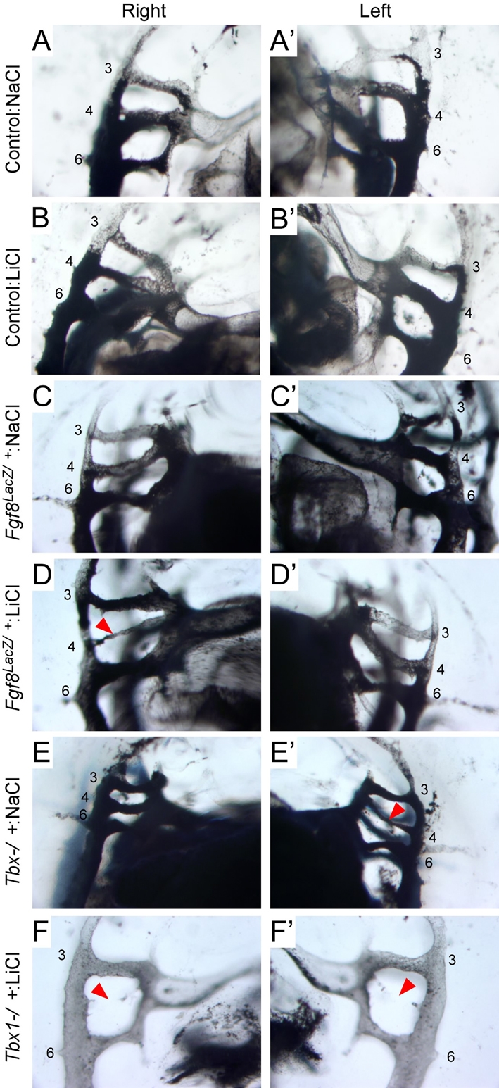 Fig. 7.