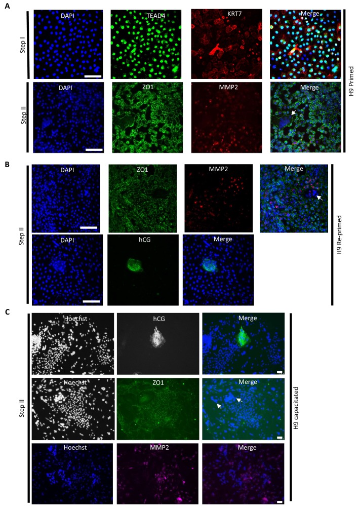 Figure 1—figure supplement 2.