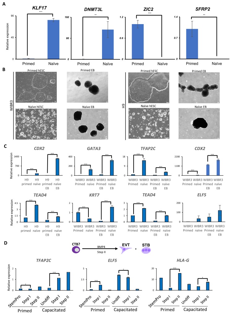 Figure 1—figure supplement 1.