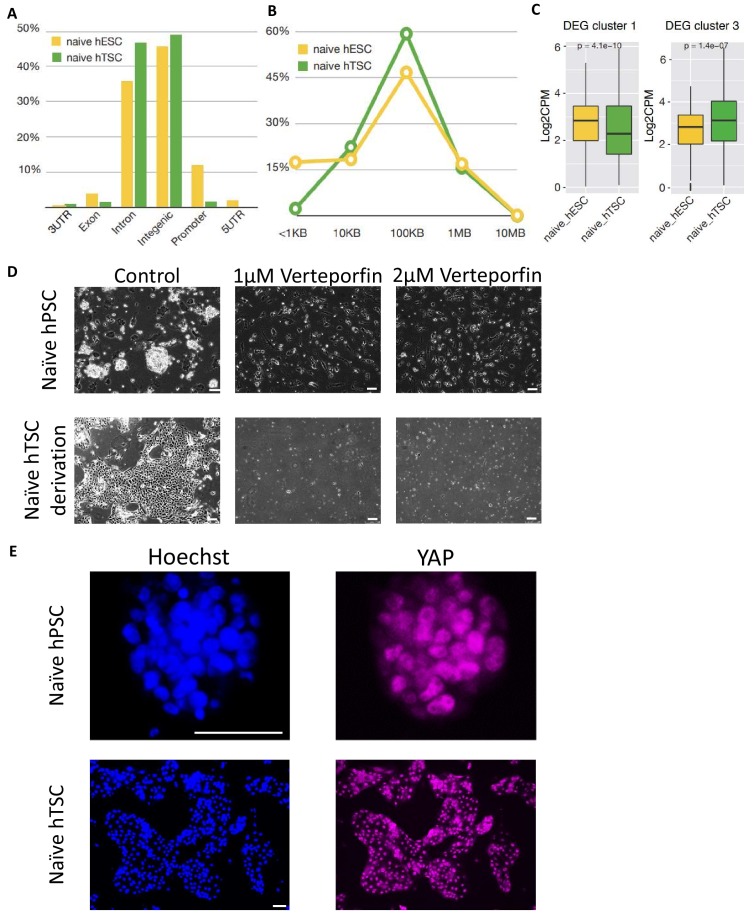 Figure 4—figure supplement 2.