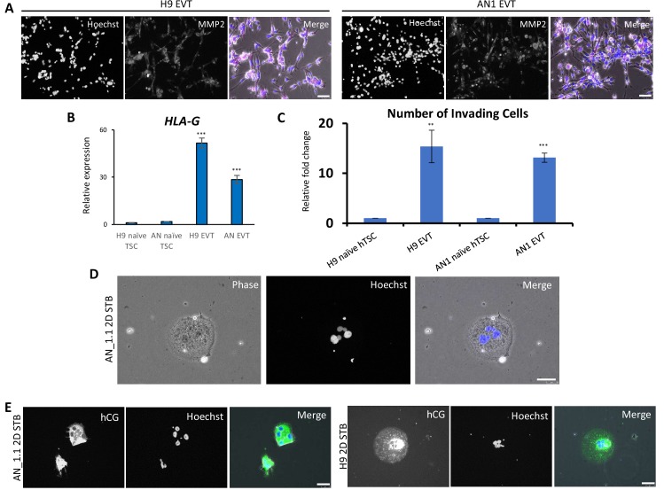 Figure 3—figure supplement 1.