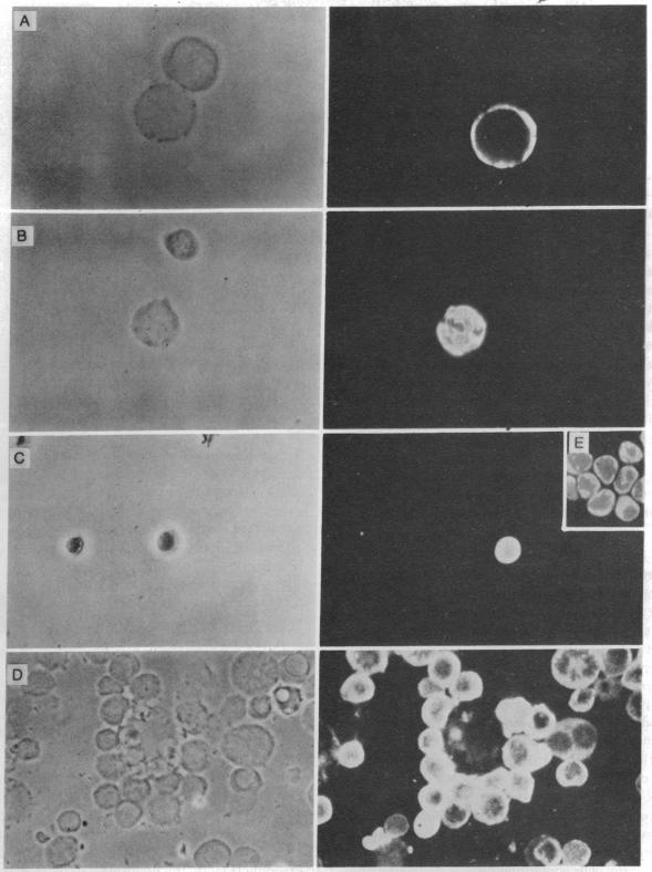 graphic file with name pnas00031-0283-a.jpg