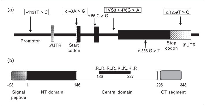 FIGURE 1