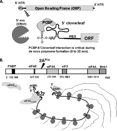 FIG. 11.